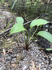 Alisma subcordatum