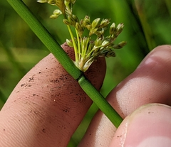 Juncus effusus solutus