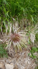 Pulsatilla