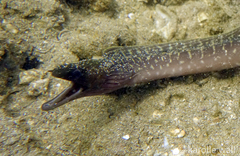 Gymnothorax undulatus
