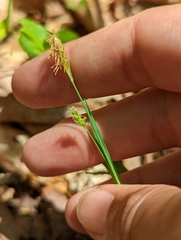Carex gracilescens