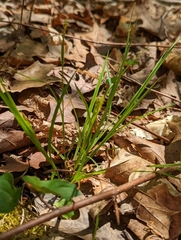Carex gracilescens
