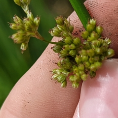 Juncus effusus solutus