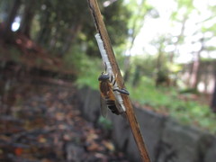Helophilus eristaloidea