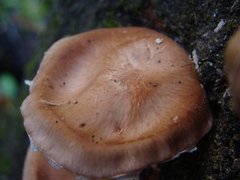 Lentinula raphanica