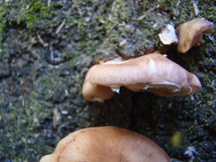 Lentinula raphanica