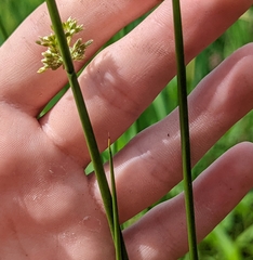 Juncus effusus solutus