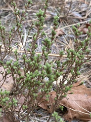 Hudsonia ericoides