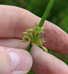 Juncus effusus solutus