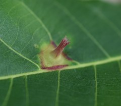 Phylloxera chippokesiensis