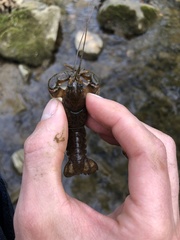 Cambarus carinirostris