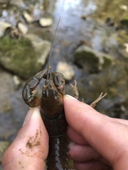 Cambarus carinirostris