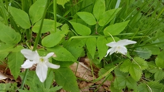 Anemonoides trifolia