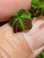 Oxalis colorea