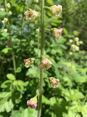 Tellima grandiflora
