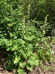 Tellima grandiflora