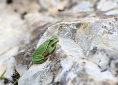 Hyla molleri