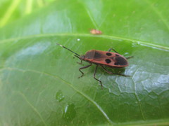 Physopelta parviceps