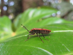 Physopelta parviceps