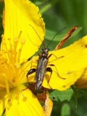 Oedemera barbara
