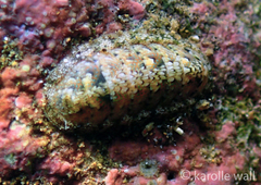 Stenoplax petaloides