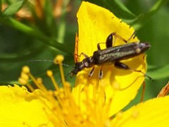 Oedemera barbara
