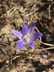 Brodiaea terrestris