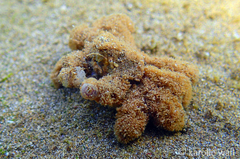 Polydectus cupulifer