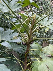 Fatsia