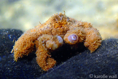 Polydectus cupulifer