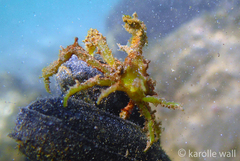 Simocarcinus simplex
