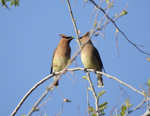 Cedar Waxwing photographed in New Mexico