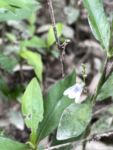 Justicia ovata image