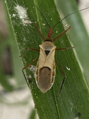 Zelus ruficeps