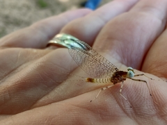 Maccaffertium modestum