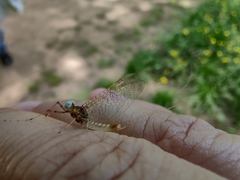 Maccaffertium modestum