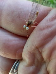 Maccaffertium modestum