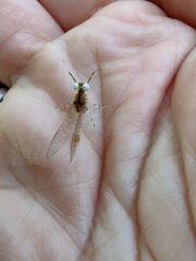 Maccaffertium modestum