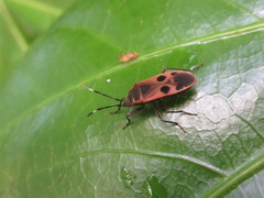 Physopelta parviceps