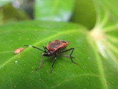 Physopelta parviceps