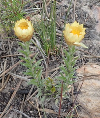 Helichrysum herbaceum