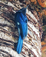 Rhinopomastus cyanomelas cyanomelas