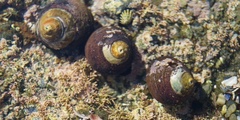 Littorina subrotundata
