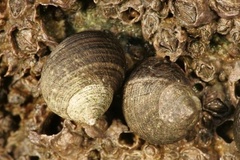 Littorina subrotundata