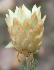 Helichrysum herbaceum