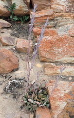 Adromischus cristatus cristatus