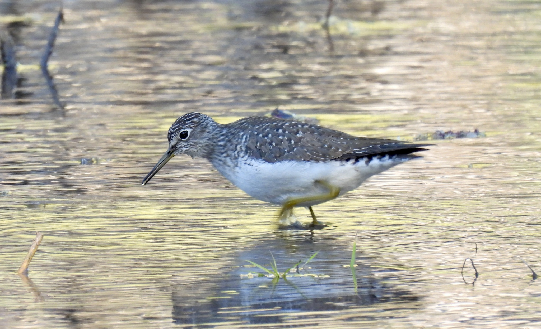 Solitary Sandpiper (Tringa solitaria)