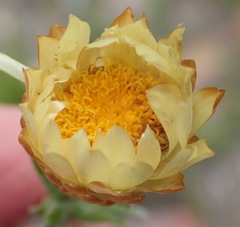 Helichrysum herbaceum