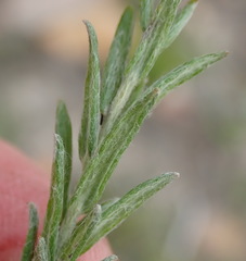 Helichrysum herbaceum