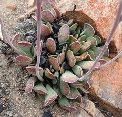 Adromischus cristatus cristatus